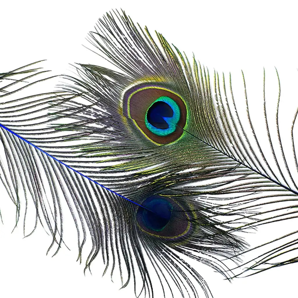 Peacock Tail Eyes Stem Dyed - 25-40 Inch - 100 PCS - Royal