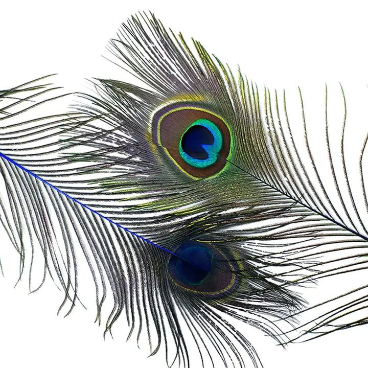 Peacock Tail Eyes Stem Dyed - 25-40 Inch - 100 PCS - Royal