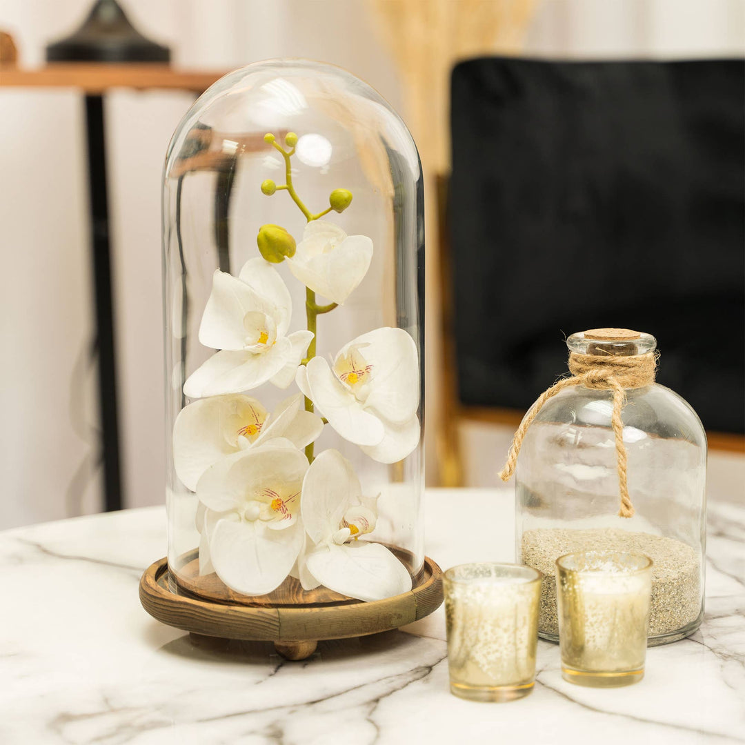 Glass Dome with Wood Base 13" Tall