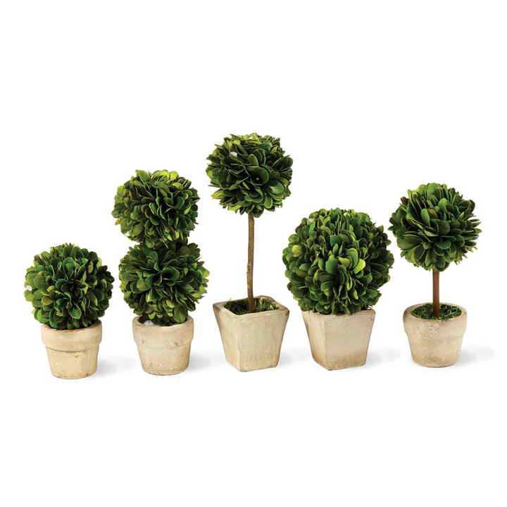 Boxwood Mini Topiaries (Set of 5)