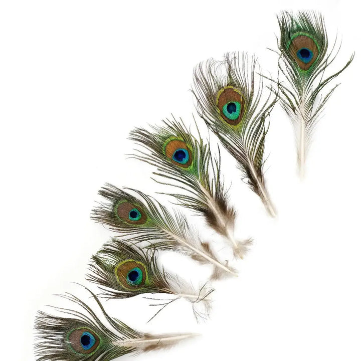 Peacock Feather w/Small Complete Eyes Natural