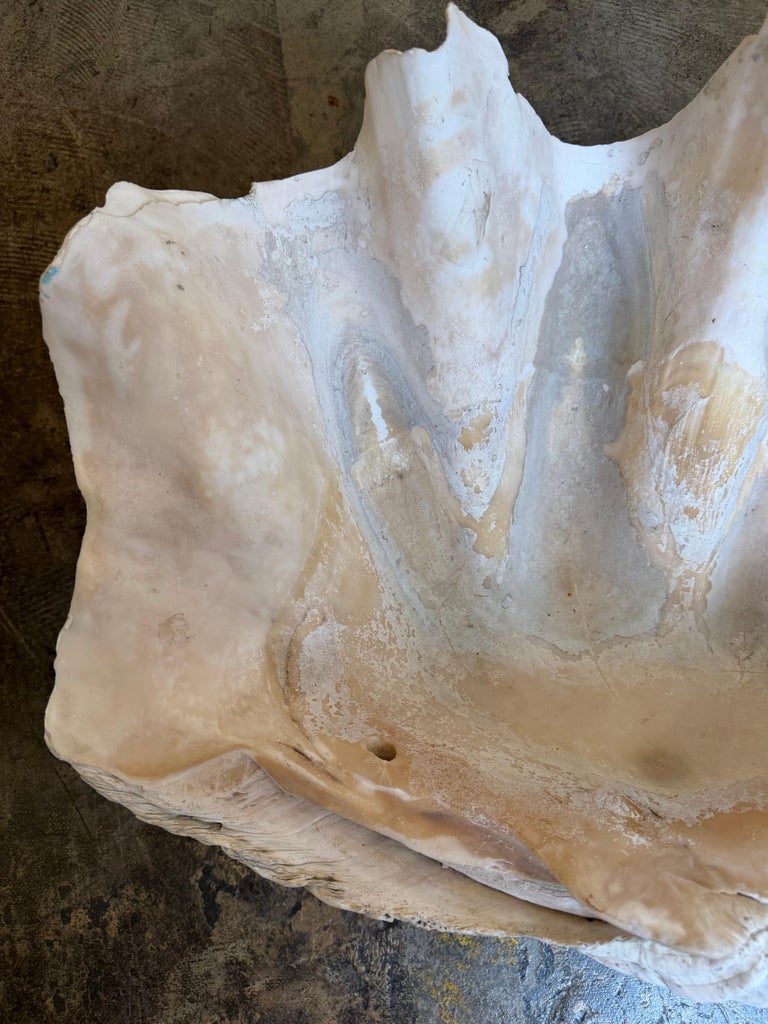 Monumental Natural Tridacna Clam Shell Planter / Jardinière