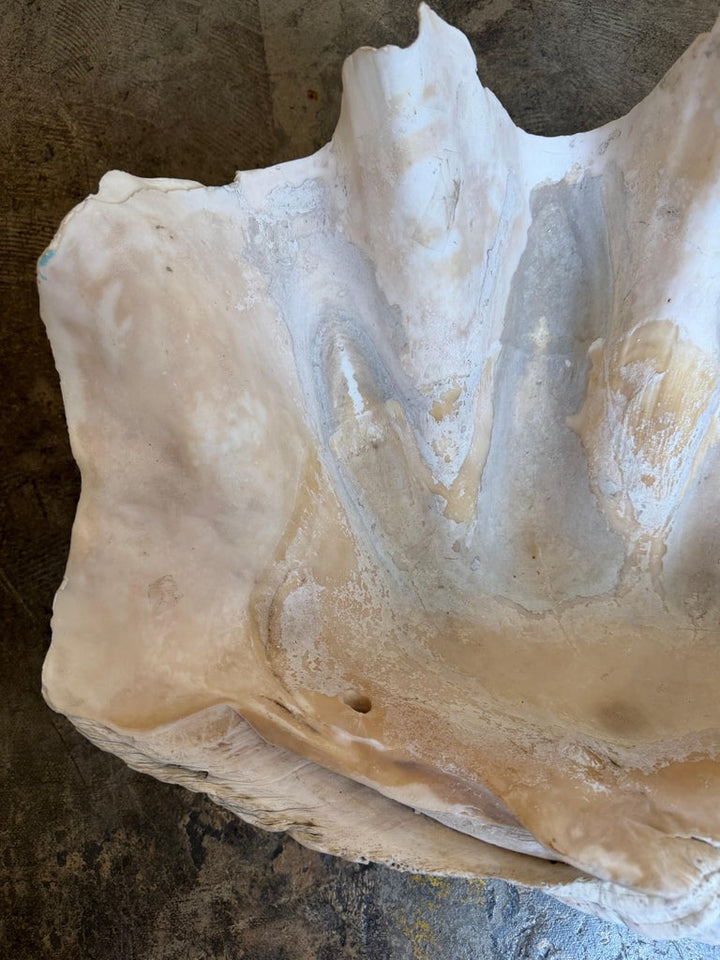Monumental Natural Tridacna Clam Shell Planter / Jardinière