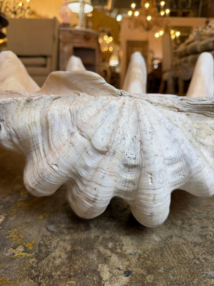 Monumental Natural Tridacna Clam Shell Planter / Jardinière