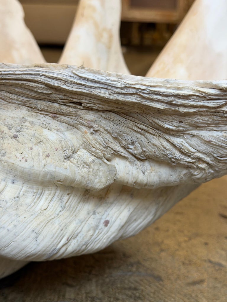 Monumental Natural Tridacna Clam Shell Planter / Jardinière