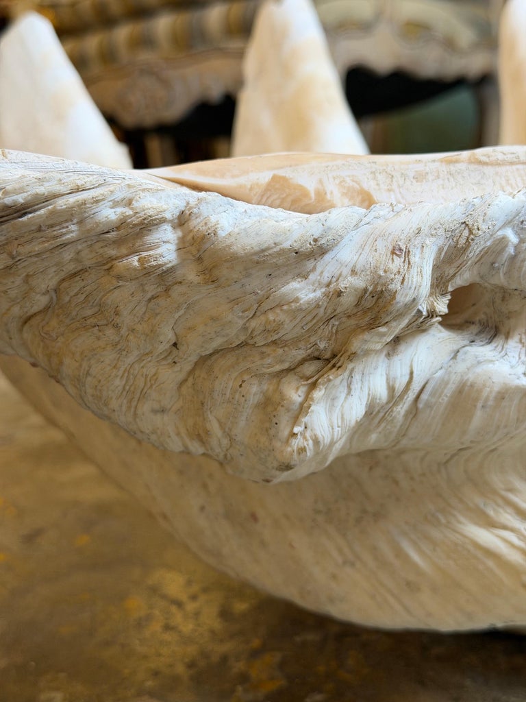 Monumental Natural Tridacna Clam Shell Planter / Jardinière