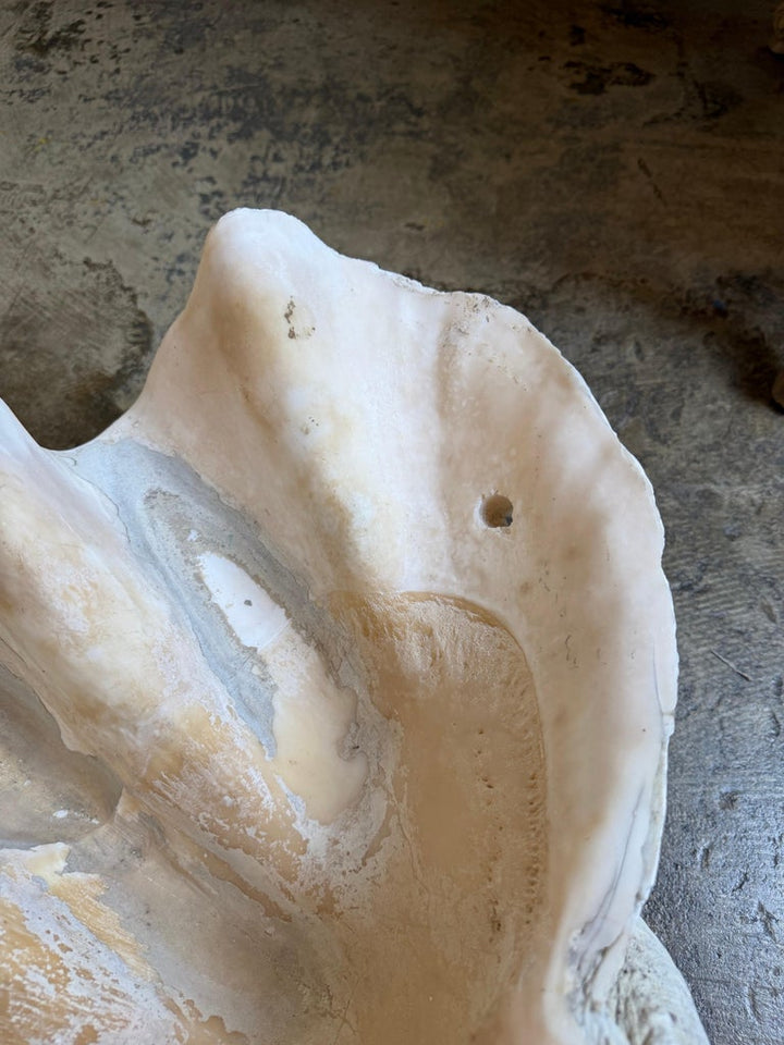 Monumental Natural Tridacna Clam Shell Planter / Jardinière